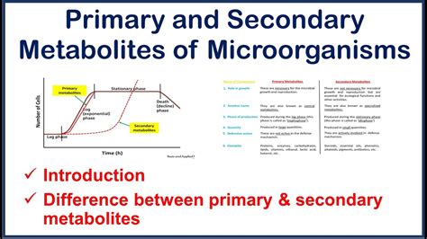 Primary And Secondary Metabolites Of Microorganisms Introduction