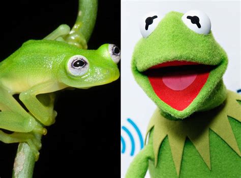 Scientist Discovers New Frog And It Looks Exactly Like