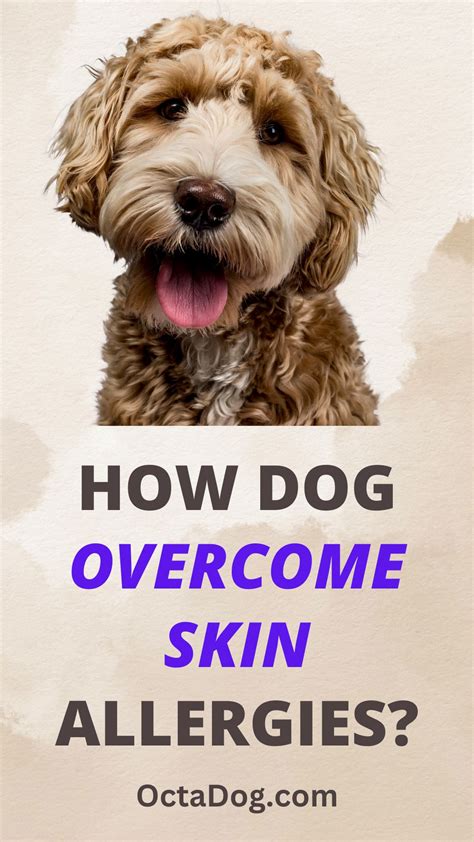 A Guide To Helping Your Dog Overcome Skin Allergies