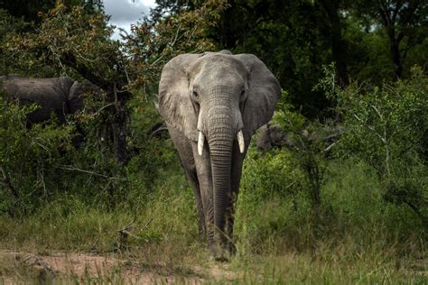 Africa Elephants Endangered Courthouse News Service