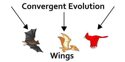 Convergent Evolution Diagram