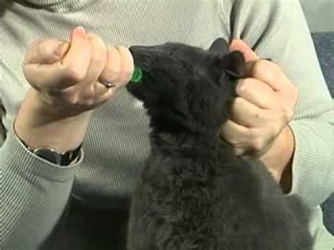 Successfully dosing your cat with liquid medicine requires only that you follow a common sense plan based on the four p's: How to give your cat liquid medication - YouTube