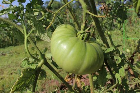 Tomato Ever Growing Farm