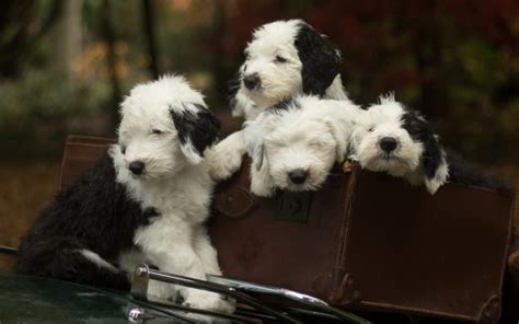 Wallpapers Tagged With Puppies Puppies Hd Wallpapers Page 1
