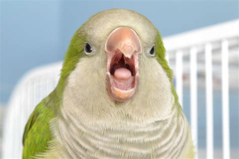 Inside A Quaker Parrots Mouth 鳥