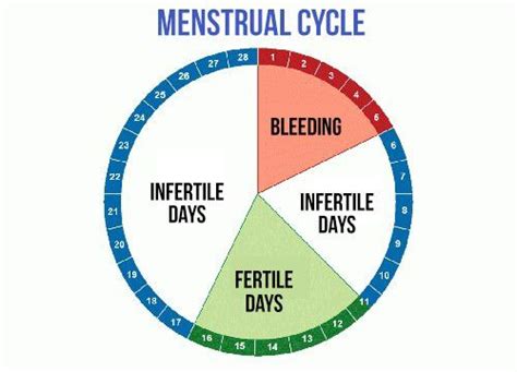 find out about your most fertile days fertility day how to know fertility
