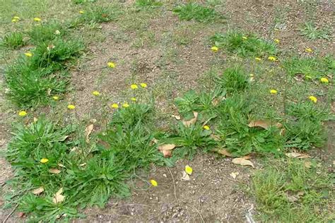 However, the leaves of cat's ears are less sharply toothed and more asymmetrical than dandelions, as well as having hairs on the top and bottom of the leaf whereas dandelions are hairless. Hypochaeris radicata