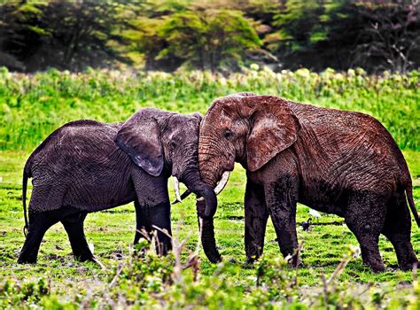 Elephant Hug Amboseli National Park Kenya By Scott Ward Redbubble