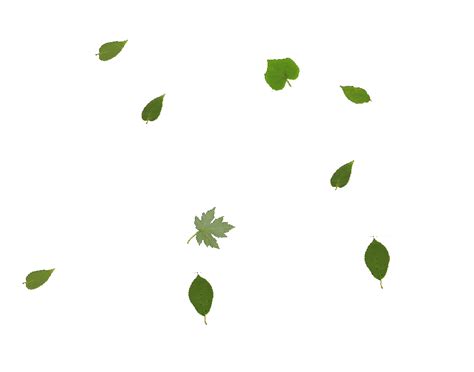 Realistic transparent isolated vector falling splash of tea with leaves, editable handmade mesh. Leaves gif 4 » GIF Images Download