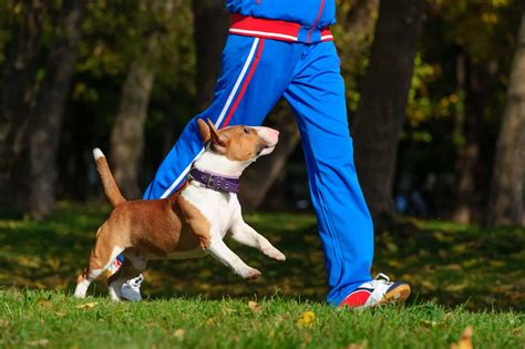 Importance Of Exercise For Dogs And Your Pets Health