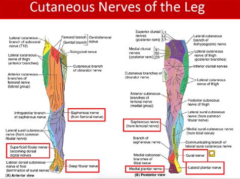 Cutaneous Innervation Of Leg