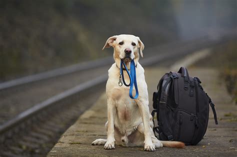 8 Barktastic Dog Travel Tips Guaranteed To Make Your Doggo Happy