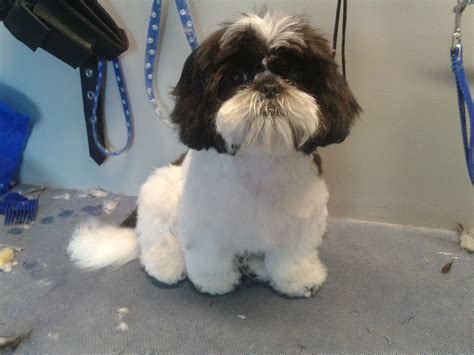 It is great for the summer especially, as it minimizes overheating and allows the dog to get messy with some preparation and care, your shih tzu will have a really cute puppy cut that you both can enjoy. teddy bear cut for shih tzu | shih tzu puppy teddy trim ...