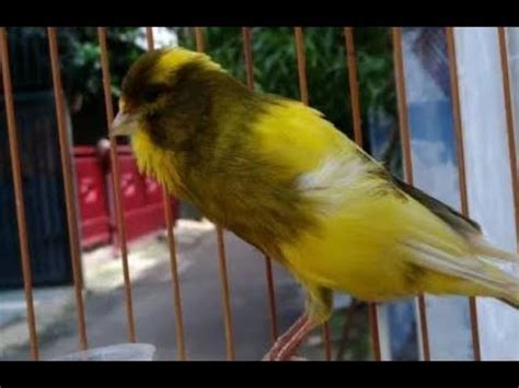 Orang yang diberikan kesempatan oleh allah swt memiliki ilmu yang banyak maka dia sesungguhnya telah mendapatkan suatu anugrah dan manfaat yang besar sekali dengan ilmunya. Ciri Ciri Dan Harga Burung Kenari Jambul - YouTube