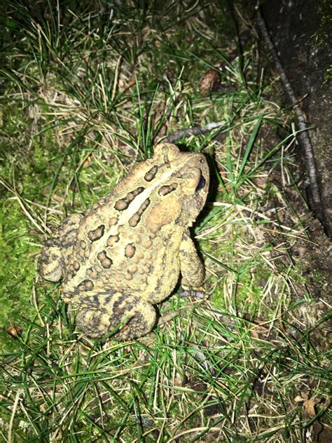 Frogs And Toads Of Wisconsin