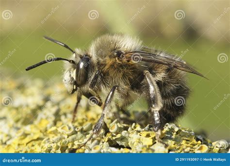 Detailed Closeup On A Hairy Male Hairy Footed Flower Bee Anthophora