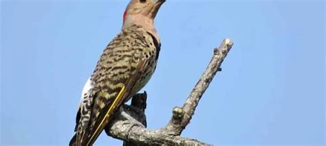 Hawks In Indiana 7 Species With Pictures Wild Bird World