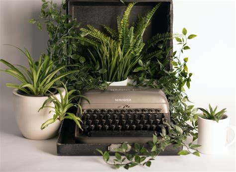 The 5 Best Desk Plants For Your Home Office Your Office Sucks