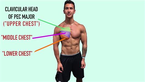 The chest or thorax is the region between the neck and diaphragm that encloses organs, such as the heart, lungs, esophagus, trachea, and thoracic diaphragm. Upper Chest Muscles Anatomy : How To Grow Your Upper Chest ...