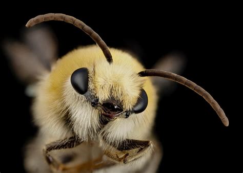 How Close Up Glamour Shots Are Generating Buzz For Bees Atlas Obscura