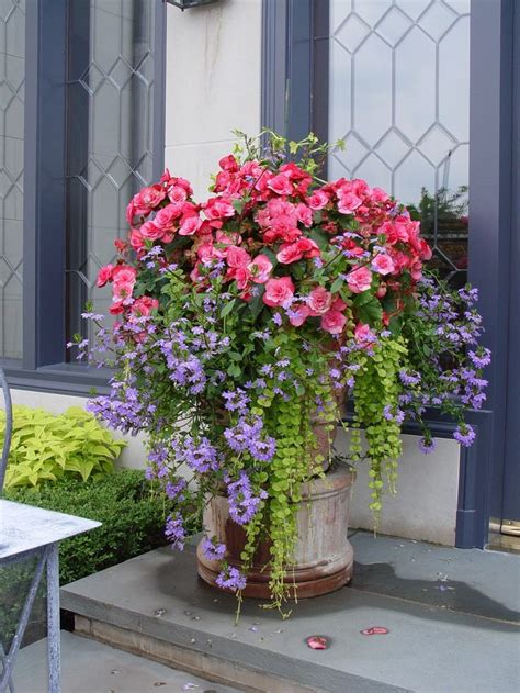 558 Best Containers Summer Ideas From The Barn Nursery