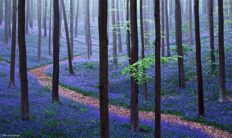 Bluebells In Halles Forest Belgium Beautiful Forest Magical Forest