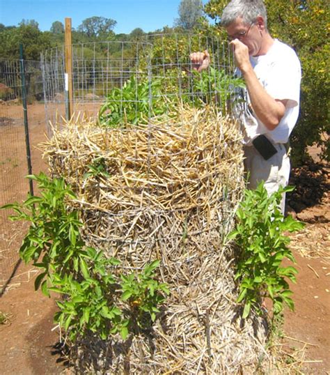 Do Potato Towers Work Read Before You Try A Piece Of Rainbow