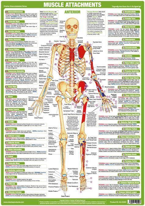 Muscle Anatomy Charts Skeletal Human Body Posters Muscle Anatomy