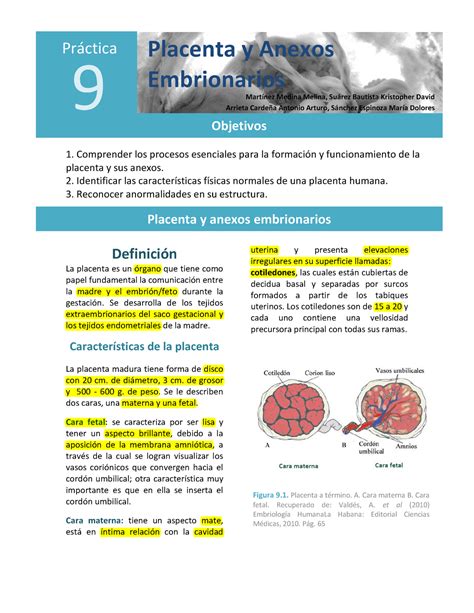 Placenta Y Anexos Embrionarios Warning Tt Undefined Function 32