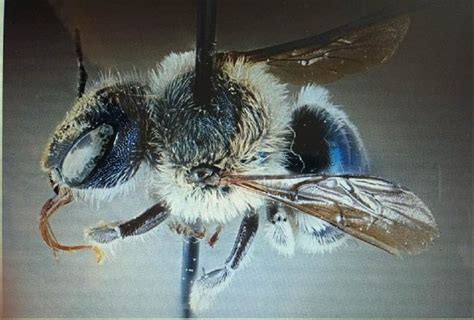 वैज्ञानिकों ने फिर से खोज निकाली दुर्लभ नीली मधुमक्खी चार साल से थी