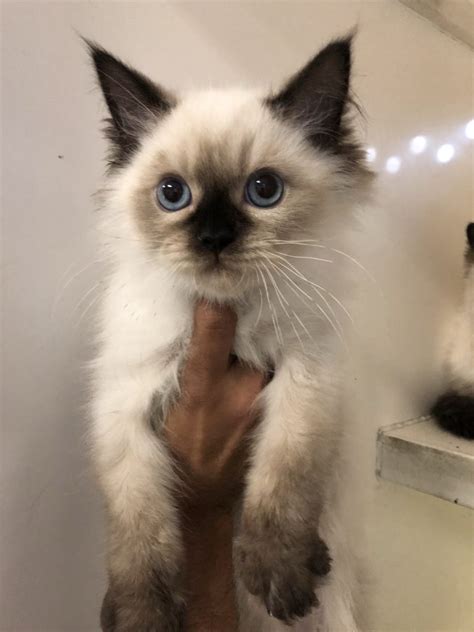 Ragdoll Kittens For Sale Manhattan Puppies And Kittens