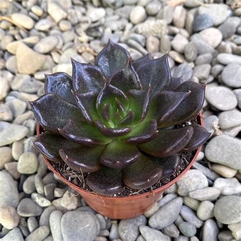 Echeveria Chocolate