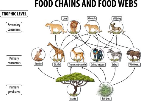 Education Poster Of Biology For Food Webs And Food Chains Diagram
