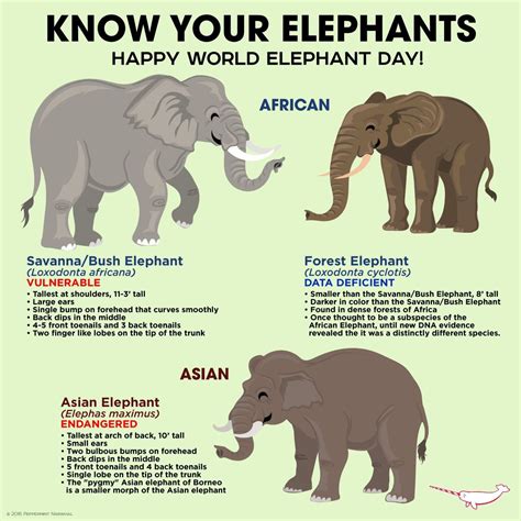 August 12 Elephant Elephant Facts World Elephant Day