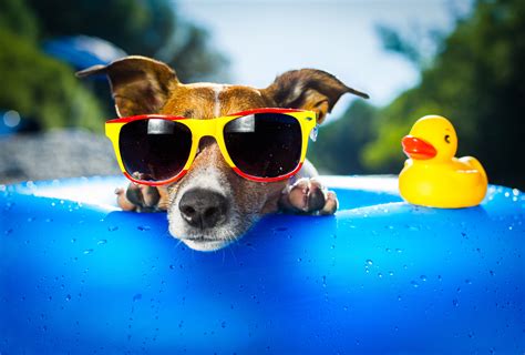 Dog Wearing Sunglasses Hd Animals 4k Wallpapers Images Backgrounds