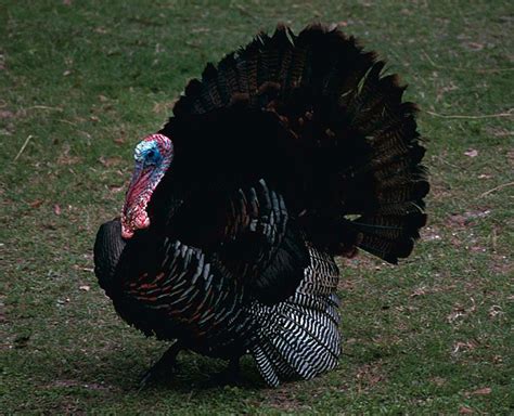 14 Fun Facts About Turkeys Science Smithsonian Magazine