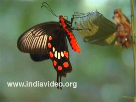 Top 22 wildlife sanctuaries in kerala. Common Rose Butterfly Kerala - YouTube