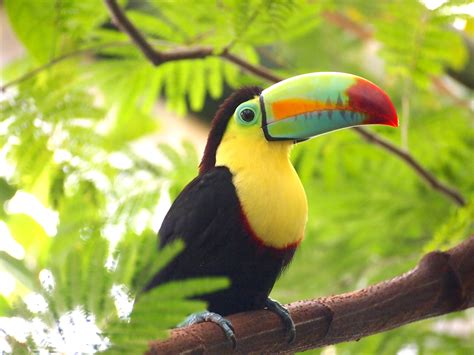 Animal Fact Toucans Curl Into Little Balls When They Sleep Animal