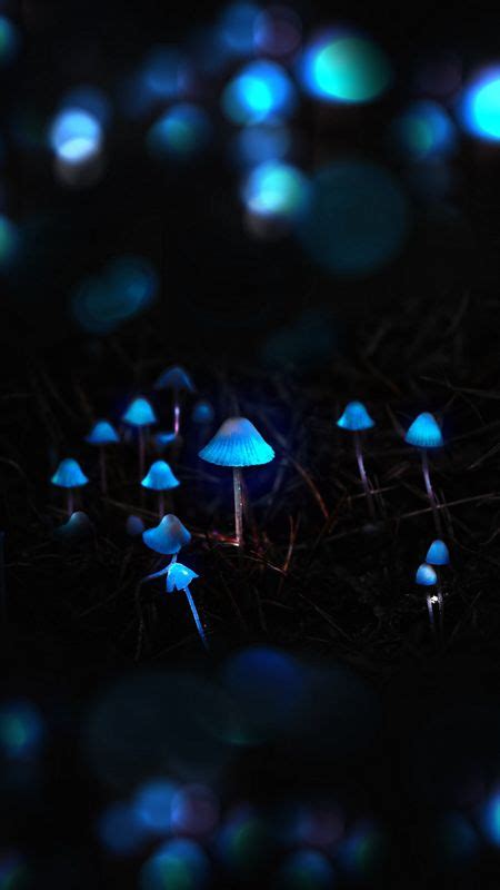 Glowing Mushrooms Wallpaper Download | MobCup