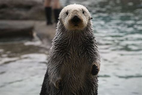 Pleased To Meet You Human — The Daily Otter Sea Otter Otters Baby