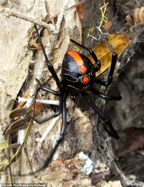 Deadly Relative Of The Deadly Black Widow Spider Is Discovered Nexus Newsfeed