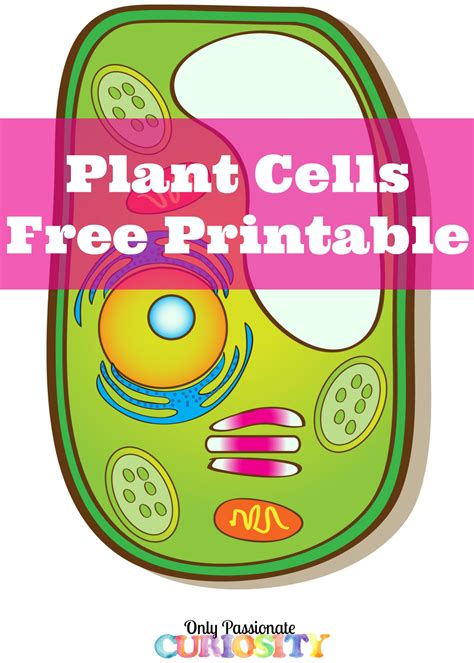 The structure that surrounds the plant cell and gives it suppo… this is found inside the cell wall and controls what materials… small membrane bound sack used to transport lipids and protein… packages and labels proteins and lipids. Plant Cells Printable Pack - Only Passionate Curiosity