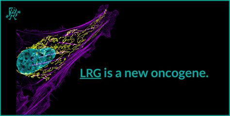 Lrg Is A New Oncogene Biomedica