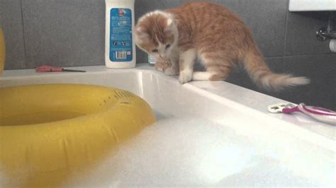 Streaming Onlyfans Masturbating In The Bathtub Cat Falling In Bathtub
