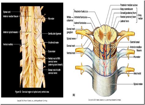 Organisation Of Peripheral Nervous System And Spinal Cord Medatrio