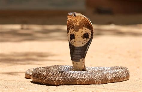 Indian Cobra Snake India Venom And Pungi Britannica