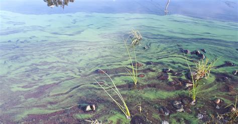 Alert Issued After Blue Green Algea Spotted In Halifax Area Lakes Hot