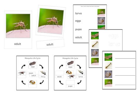 Mosquito Life Cycle 3 Part Cards And Worksheets Pdf Ifit Montessori