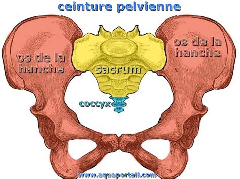 Apprentissage De L Anatomie Du Squelette Squelette Appendiculaire Peacecommission Kdsg Gov Ng