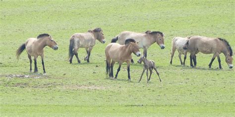 10 Most Endangered Horse Breeds In The World Insider Horse Latest